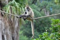 Spider monkey sit on a rope Royalty Free Stock Photo