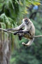 Spider monkey sit on a rope Royalty Free Stock Photo