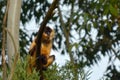 Spider Monkey sit on a tree in rainforest canopy
