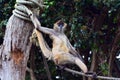 Spider monkey stand on a rope Royalty Free Stock Photo