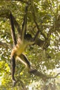 Spider Monkey Swinging From Branch