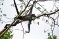 Spider monkey on the tree with green leaves in the forests of Mexico Royalty Free Stock Photo