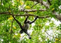 Spider monkey on the tree with green leaves in the forests Royalty Free Stock Photo
