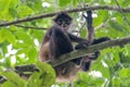spider monkey on a tree looking at you in the rainforest of Punta Laguna mexico Royalty Free Stock Photo