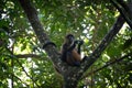 Spider monkey in a tropical forest. Royalty Free Stock Photo