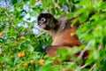 Spider monkey watching with interest