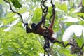 Spider Monkey - Ateles geoffroyi - Corcovado National Park - Costa Rica