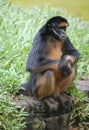 Spider monkey in zoo in Iquitos, Peru Royalty Free Stock Photo