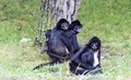 Spider Monkeys Royalty Free Stock Photo