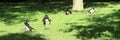 Spider monkeys having rest