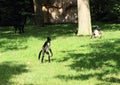 Spider monkeys with long tails
