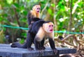 Spider Monkeys screaming, Costa Rica