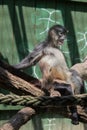 Spider monkeys are under threat, the brown spider monkey is critically endangered. Royalty Free Stock Photo