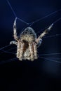 Spider In Moonlight Royalty Free Stock Photo