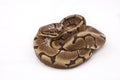 Spider morph Ball or Royal python