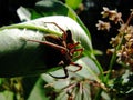 Spider with Moth Prey