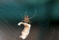 Spider moving in its web. Royalty Free Stock Photo