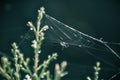 Spider moving on it`s web having selective focus and shallow depth of field. Royalty Free Stock Photo