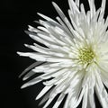 Spider Mum 1 Royalty Free Stock Photo