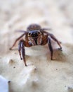 Spider Royalty Free Stock Photo