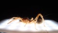 Spider. Close Up camel spider under light camel spider has long hair also known as windscorpion, Solifugae or sun spider. wind s Royalty Free Stock Photo