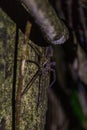 Spider near Kinabatangan river, Sabah, Malays