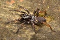 Spider, Nemesiidae, Gumti, Tripura , India