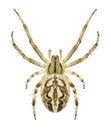 Spider Neoscona adianta female Royalty Free Stock Photo