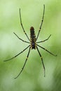 Spider - Nephila pilipes Royalty Free Stock Photo