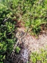 Spider nest in the forest