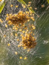Spider nest Royalty Free Stock Photo