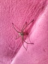 a spider nesting in the house is crawling on the pink wall Royalty Free Stock Photo