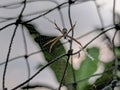 spider nesting in an iron fence Royalty Free Stock Photo