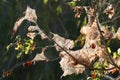 Spider nests hanging in the trees