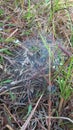 spider nests in low weeds