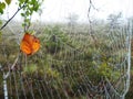 Spider net and birch tree leaf with morning dew, Lithuania