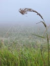 Spider net in dew Royalty Free Stock Photo