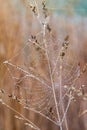 Spider net in foggy landscape with drop of water Royalty Free Stock Photo