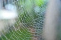 Spider net in garden with drops Royalty Free Stock Photo
