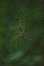 Spider net look close photography