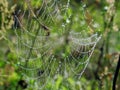 Spider net with morning dew in meadow, Lithuania Royalty Free Stock Photo