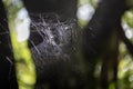 Spider net in the nature