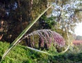 Spider net and reed plant with morning dew, Lithuania