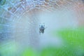 Spider net and spider in garden with drops Royalty Free Stock Photo