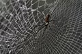 SPIDER AND NET