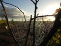 Spider net on tree branch in sunrise, Lithuania