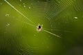 Spider net with water drops