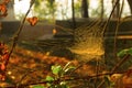 Spider nets , Aarey Milk Colony ,INDIA.