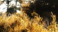 spider nets on an autumn meadow at the forest in the morning light with sunrays, halloween or nature background, copy space