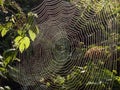 Spider nets with morning dew, Lithuania